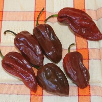 PEPERONCINO HABANERO CHOCOLATE