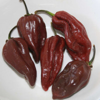 PEPERONCINO HABANERO CHOCOLATE