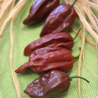 PEPERONCINO HABANERO CHOCOLATE