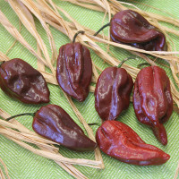 PEPERONCINO HABANERO CHOCOLATE