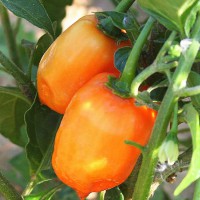 PEPERONCINO HABANERO ORANGE