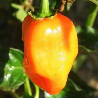 PEPERONCINO HABANERO ORANGE