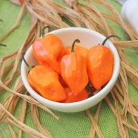 PEPERONCINO HABANERO ORANGE