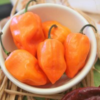 PEPERONCINO HABANERO ORANGE