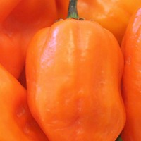 PEPERONCINO HABANERO ORANGE