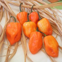 PEPERONCINO HABANERO ORANGE