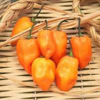 PEPERONCINO HABANERO ORANGE