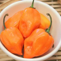 PEPERONCINO HABANERO ORANGE