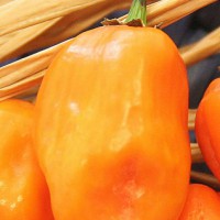 PEPERONCINO HABANERO ORANGE