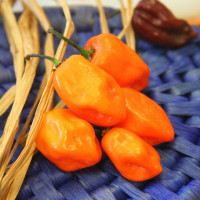 PEPERONCINO HABANERO ORANGE