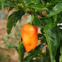 PEPERONCINO HABANERO ORANGE