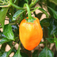 PEPERONCINO HABANERO ORANGE