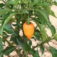 PEPERONCINO HABANERO ORANGE