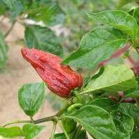 PEPERONCINO HABANERO CHOCOLATE