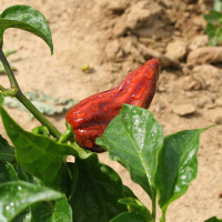 PEPERONCINO HABANERO CHOCOLATE