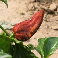 PEPERONCINO HABANERO CHOCOLATE