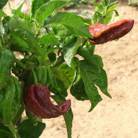 PEPERONCINO HABANERO CHOCOLATE