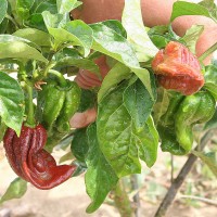 PEPERONCINO HABANERO CHOCOLATE