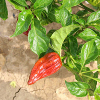 PEPERONCINO HABANERO CHOCOLATE