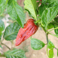 PEPERONCINO HABANERO CHOCOLATE