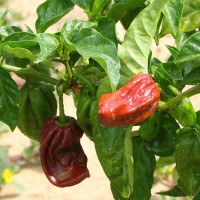 PEPERONCINO HABANERO CHOCOLATE