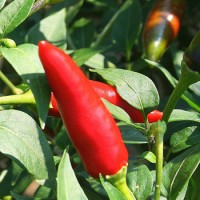 PEPERONCINO JALAPENO MESSICANO