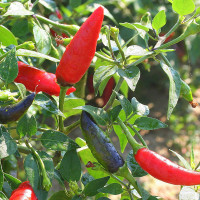 PEPERONCINO JALAPENO MESSICANO