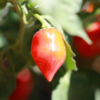 PEPERONCINO HABANERO ROSSO