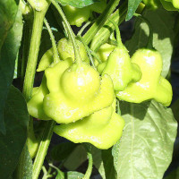 PEPERONCINO LANTERNA O CAPPELLO DEL VESCOVO