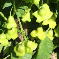 PEPERONCINO LANTERNA O CAPPELLO DEL VESCOVO