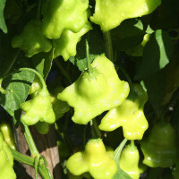 PEPERONCINO LANTERNA O CAPPELLO DEL VESCOVO