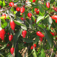 PEPERONCINO FUOCO NERO