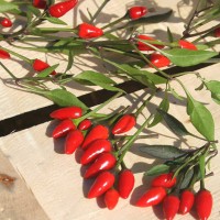 PEPERONCINO FUOCO NERO