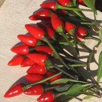 PEPERONCINO FUOCO NERO