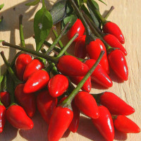 PEPERONCINO FUOCO NERO