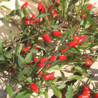 PEPERONCINO FUOCO NERO