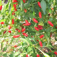 PEPERONCINO DIAVOLICCHIO