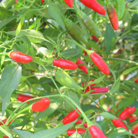 PEPERONCINO DIAVOLICCHIO