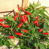 PEPERONCINO DIAVOLICCHIO