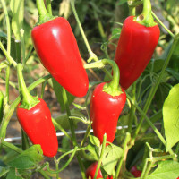 PEPERONCINO JALAPENO MESSICANO ROSSO