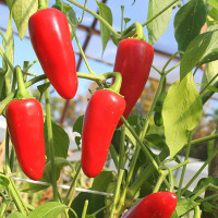 PEPERONCINO JALAPENO MESSICANO ROSSO