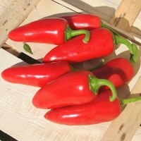 PEPERONCINO JALAPENO MESSICANO ROSSO