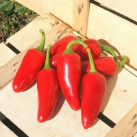 PEPERONCINO JALAPENO MESSICANO ROSSO