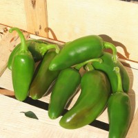 PEPERONCINO JALAPENO MESSICANO VERDE