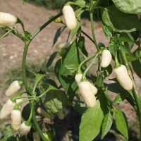 PEPERONCINO HABANERO BIANCO