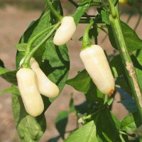 PEPERONCINO HABANERO BIANCO