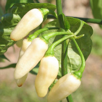 PEPERONCINO HABANERO BIANCO