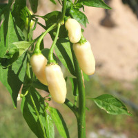 PEPERONCINO HABANERO BIANCO