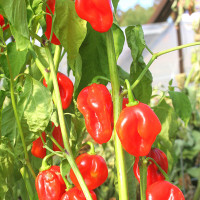 PEPERONCINO HABANERO ROSSO