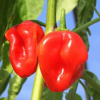 PEPERONCINO HABANERO ROSSO